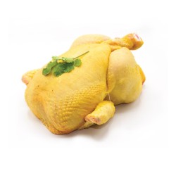 Pollo